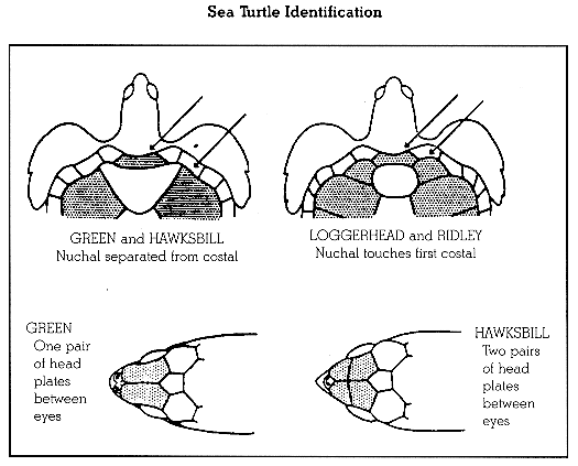 turtle  identification