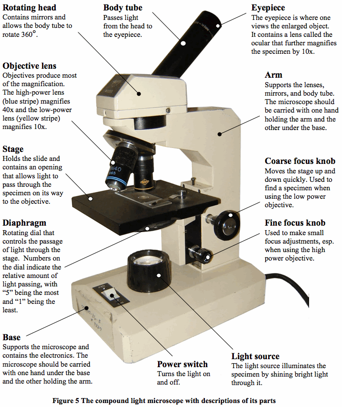 Microscope Parts - Ms. Ang's Class