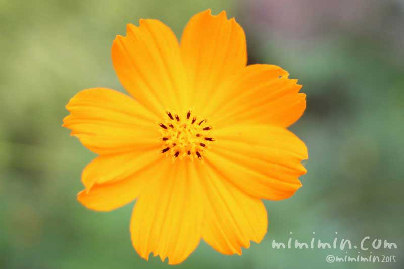 キバナコスモスの花言葉 キバナコスモスの写真 黄花秋桜 みみみんブログ