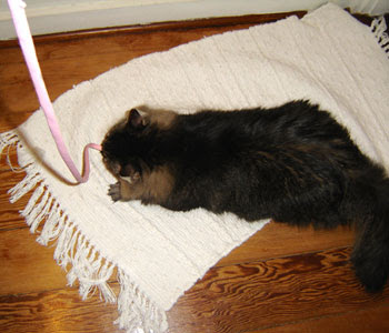 pink_shoelace