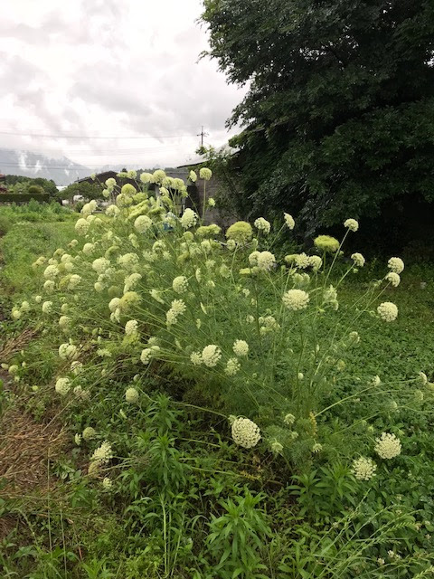にんじん開花中 自家採種用 はなあふ 自然農法 有機栽培野菜 米の宅配 農家体験イベント 広島県東広島市志和町