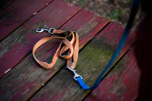The Battered Leash by whyamiKeenan