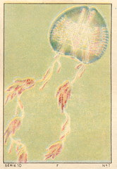 antransparents 7