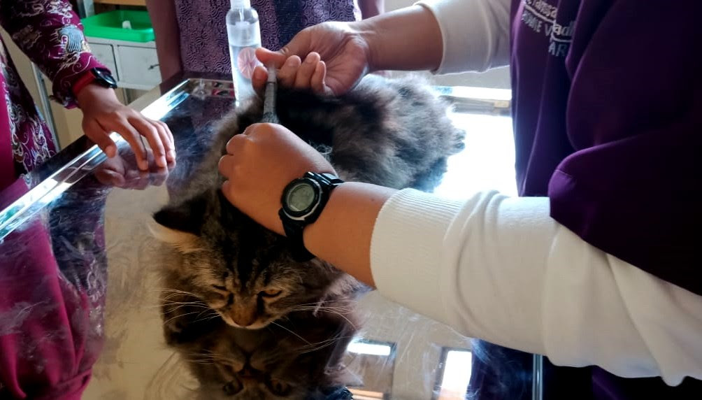 Mengenal Siklus Reproduksi pada Kucing Betina - margopost