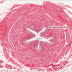 Histology Of Smooth Muscle Diagram : Smooth Muscle | Anatomy and Physiology I / The contaction of smooth muscle cells is involuntary and the neuromuscular junctions controlling.