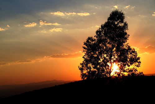 Atardecer con árbol