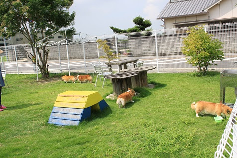 コーギーたちとドッグラン 和歌山でゆづちゃん ユイちゃんに再会 コーギーブリーダーと探す可愛い子犬たちとの出会い