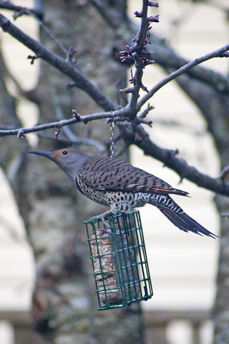 flicker on flickr