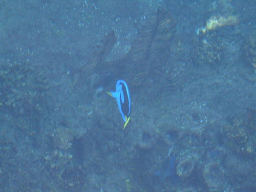 finding nemo dory. Finding+nemo+dory+escape