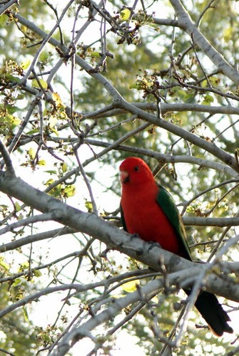IMG 4052 Australian Male King Parrot