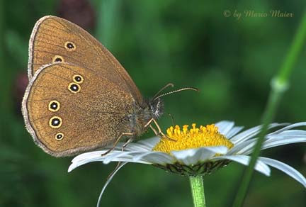 hero chestnut heath coenonympha glycerion pearly heath 