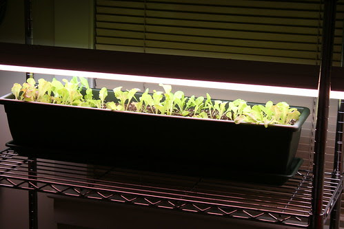 baby salad 001