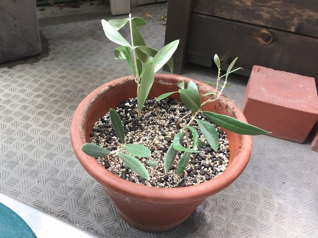 オリーブ ネバディロブランコ を育てる方法 二股の強剪定や肥料など 観葉植物ブログ緑組 植物の育て方