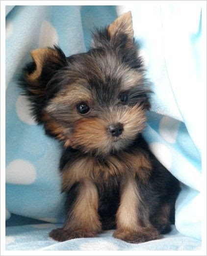 Cute pick-me-up puppy