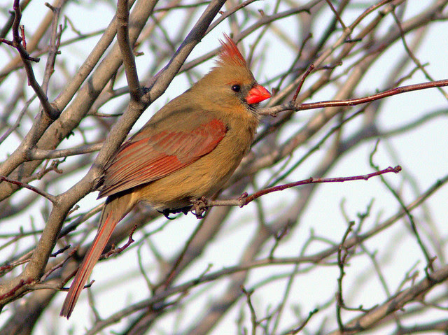 Northern Cardinal female 20130115