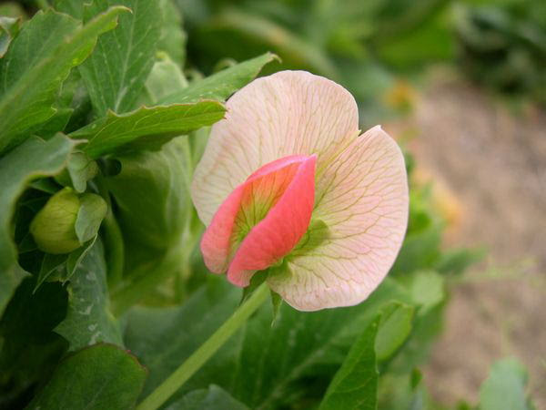 花の詩ずかん エンドウ