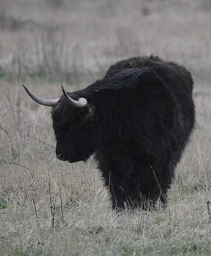 black highland