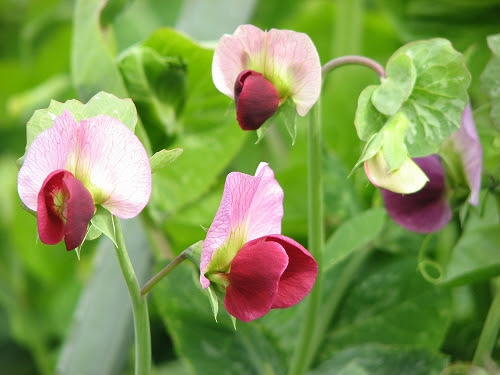 えんどう豆の花 今日も明日もチェアウォーク 楽天ブログ