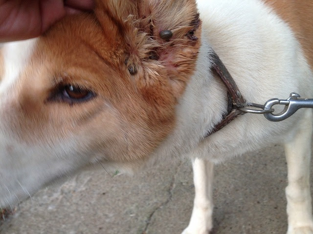 出口 強います 欺く 犬 マダニ 駆除 Familyclub Jp