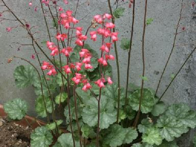 花散歩 ほっと待以夢 春の花 １