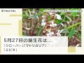 ++ 50 ++ 6月17日 誕生花 シロツメクサ 253311