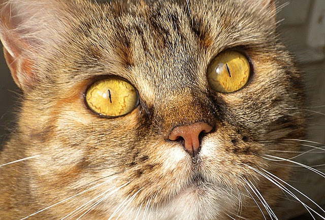 面白ねこ雑学 猫ならでは 猫の瞳孔が縦に細い理由は 猫の総合情報サイト ペットスマイルニュースforネコちゃん