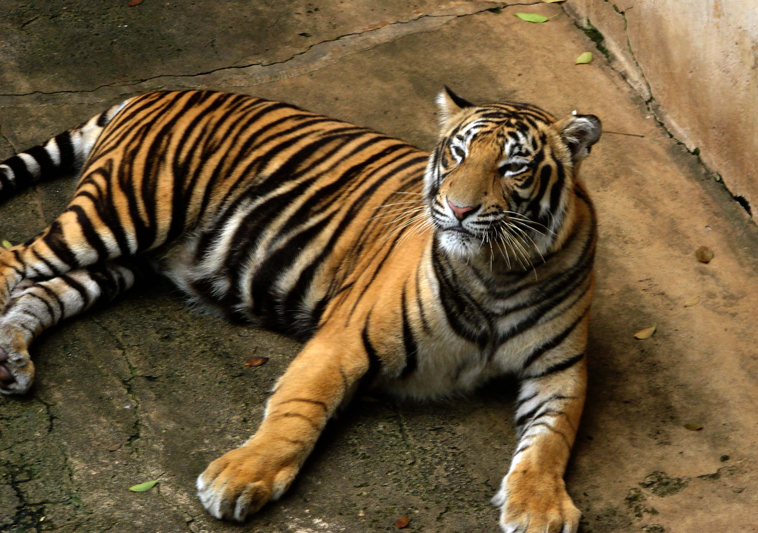 Description Bengal Tiger.jpg