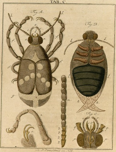 Amusement microscopique MF Ledermuller 1766 o