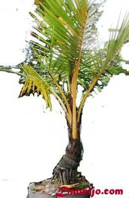 Ask Bagaimana Ya Cara Membuat Bonsai Kelapa yang Benar Ask Bagaimana Ya Cara Membuat Bonsai Kelapa yang Benar
