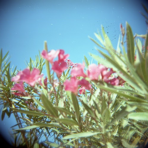 Holga Flowers