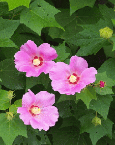 花 フヨウ 8月5日の花と花言葉 フヨウ 魅る魅るガーデニング