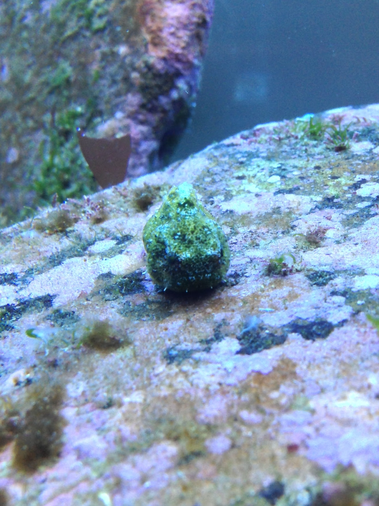 海水魚サークル ７ ｓｅａ ダンゴウオ飼育中です