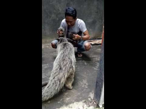Video Harga Luwak