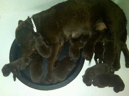 Pups from Doindogs Chelsea Marie