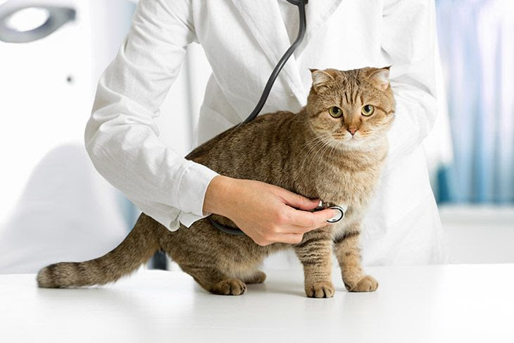 Why Does My Cat Bite My Hair: Uncover The Secret - My Petting Zoo