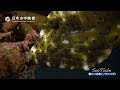 [最も人気のある！] 魚 寝る時 目 313833-魚 寝る時 目
