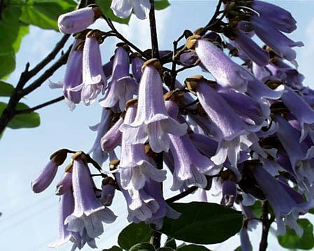 キリ 桐 花言葉しらべ