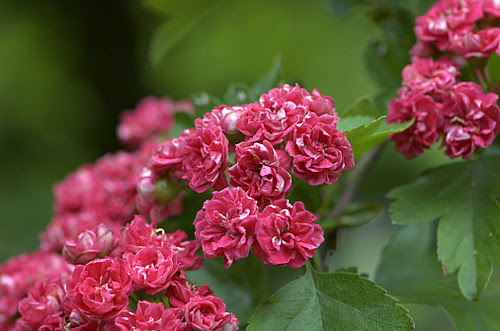 Crataegus Monogyna Poul Scarlet
