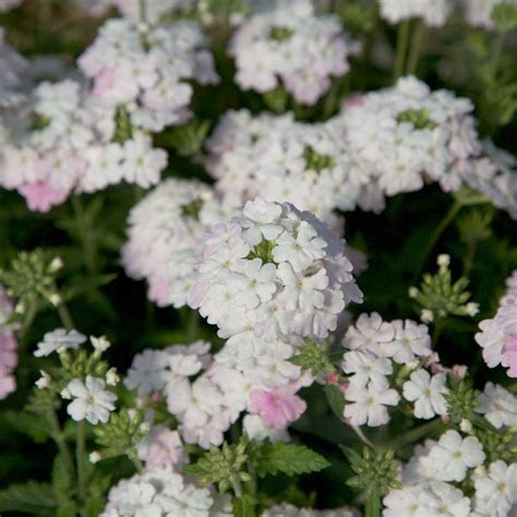 southern living plant collection qt endurascape white