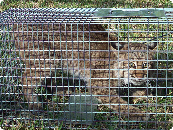 trapping house cats