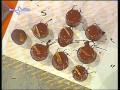Cioccolatini mont blanc