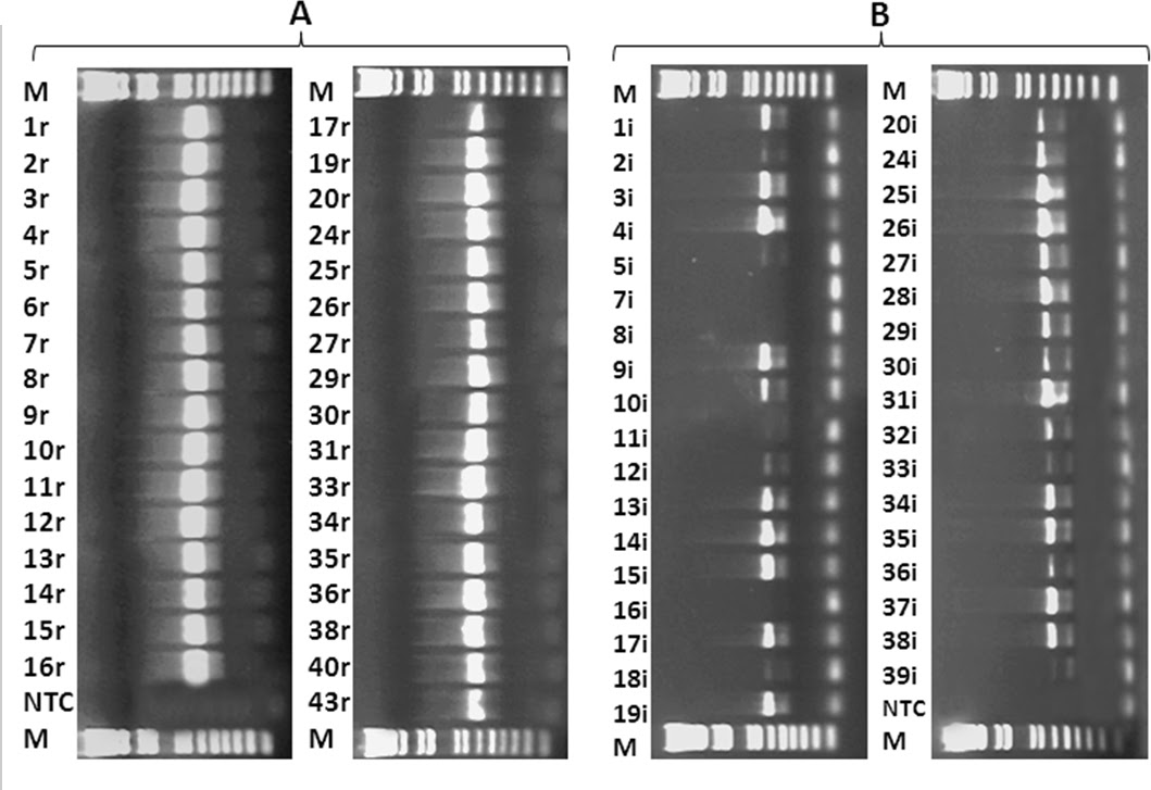 Molecular Vision: Wang, Mol Vis 2012; 18:3049-3056. Figure 2