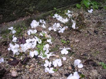 雨後の花 わしゃあ 植木屋じゃけぇ 広島己斐の庭師のブログ