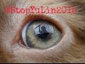 A Massacre called YuLin Festival #StopYuLin2015