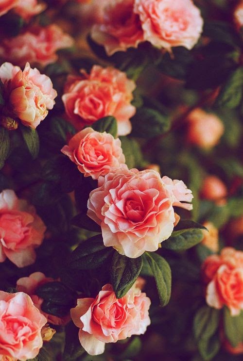 Jardin De Flores Tumblr