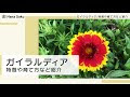 ++ 50 ++ ガイラ ルディア 花 言葉 218825-ガイラルディア 花言葉