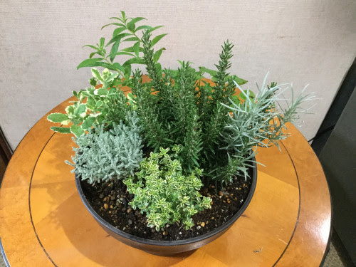 写真 寄せ植え 函南町の多肉植物 園芸店 グリーンアメニティ待里香