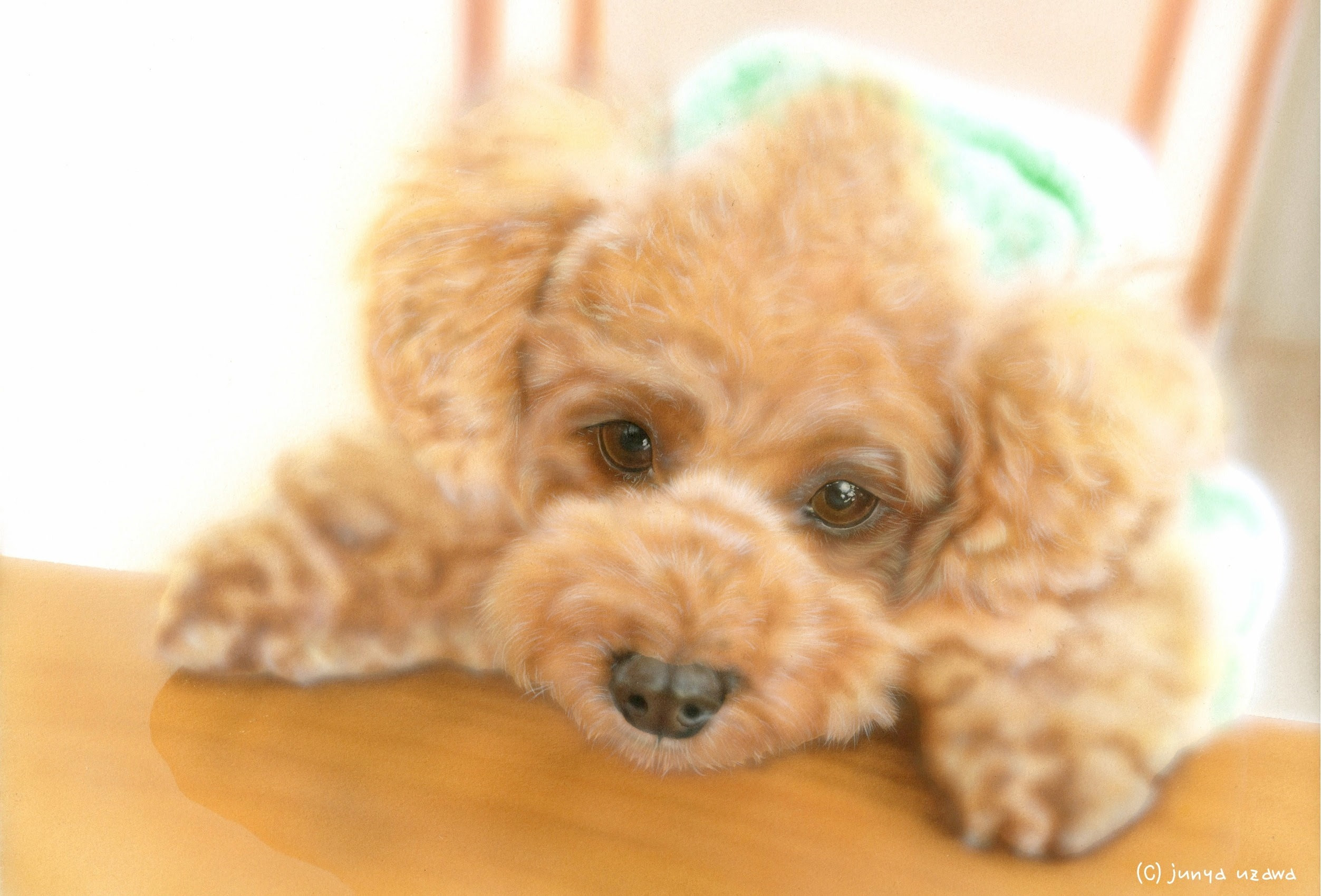 リアリズム絵画 動物の絵 動物イラスト 子犬の絵 モデル犬のナッツ君 トイ プードル