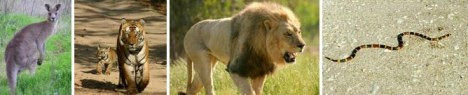 Kanguru - Harimau - Singa - Ular
