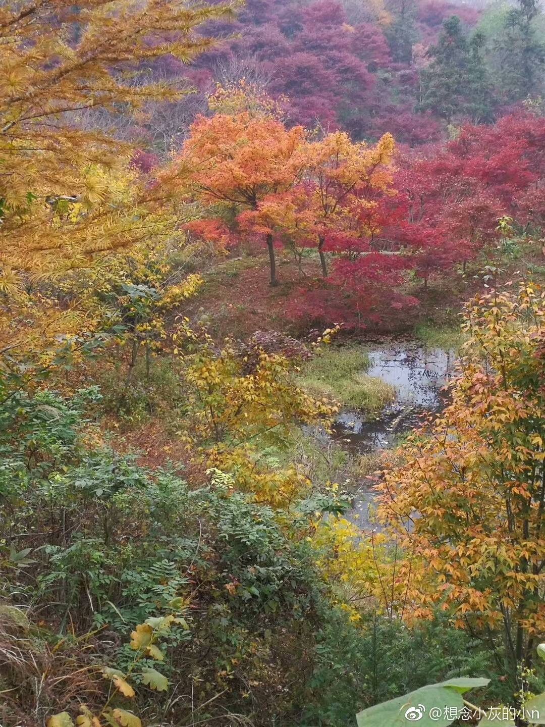 过几天 宁波这个地方会比京都更美 再不去就晚了 四明山 京都 红枫 新浪新闻